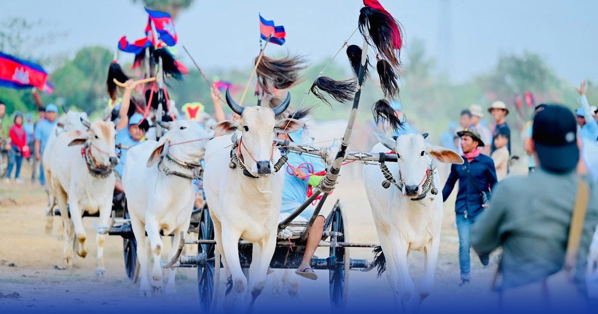 ខេត្តកំពង់ស្ពឺ នឹងរៀបចំពិធីប្រណាំងរទេះសាឡីគោលឿន ទាក់ទាញទេសចរបន្ថែម